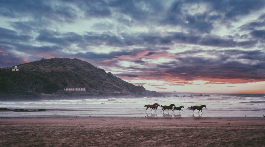 four black horses near sea during daytime