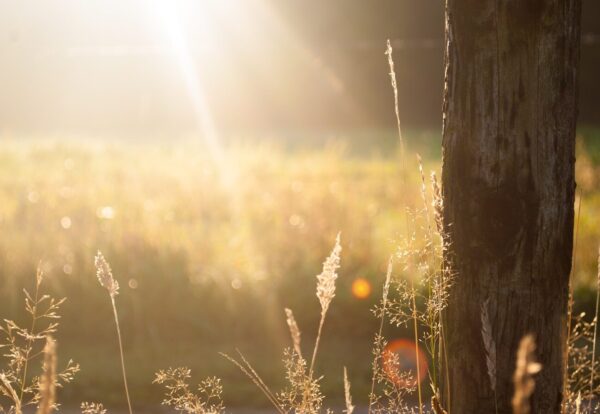 brown tree bark during sunrise