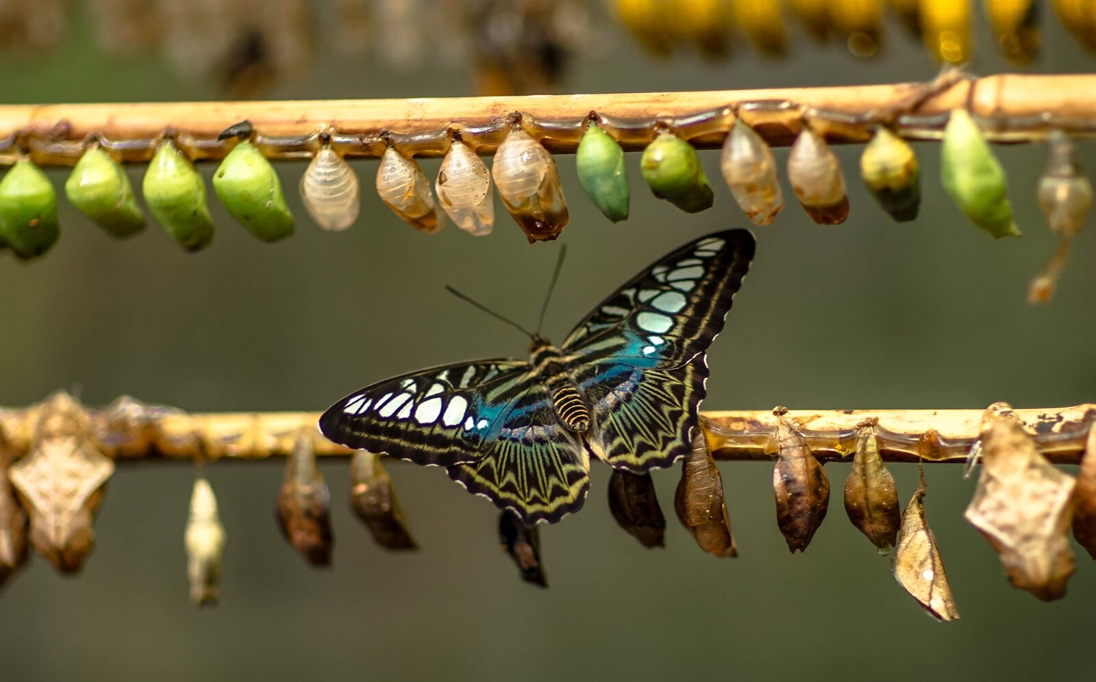 blue and black butterfly on brown stick