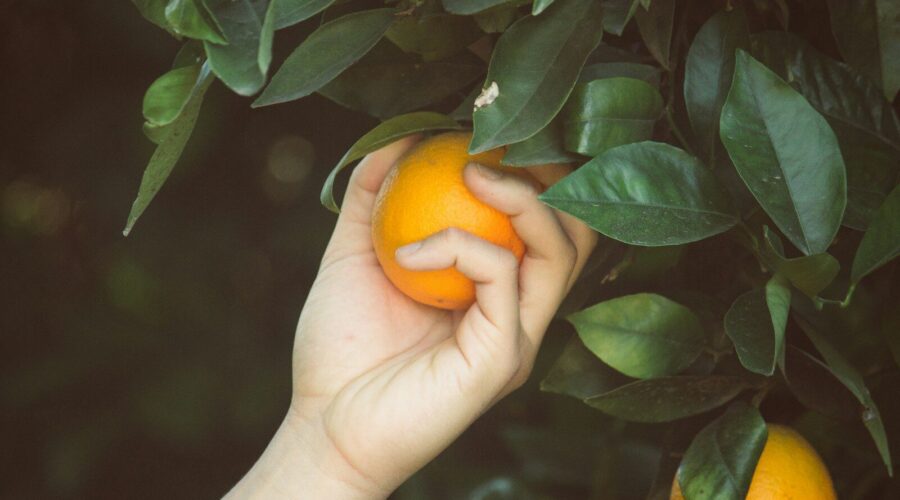 person picking orange fruit